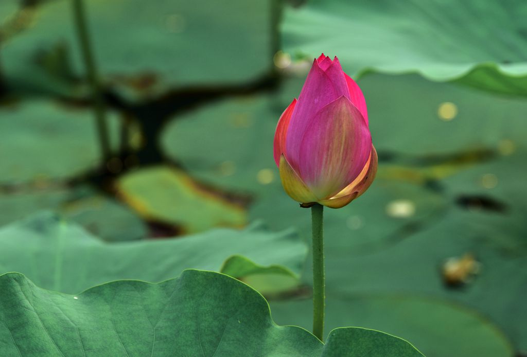 DSC_4691---.jpg