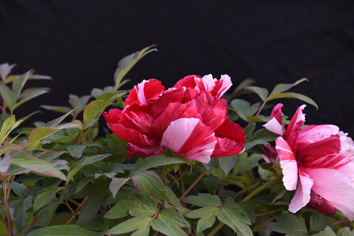 DSC_68924.jpg