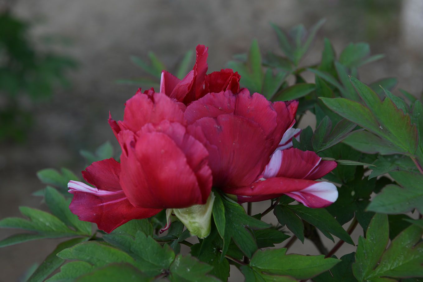 DSC_69369.jpg