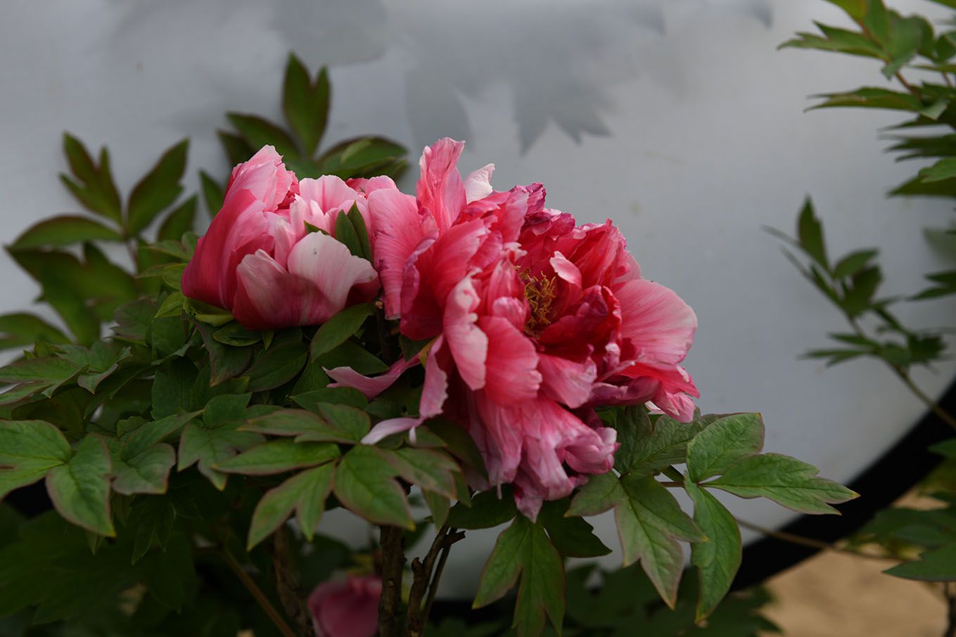 DSC_695712.jpg